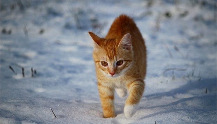 如何培养一只一岁多的猫咪对新主人的忠诚度？缩略图