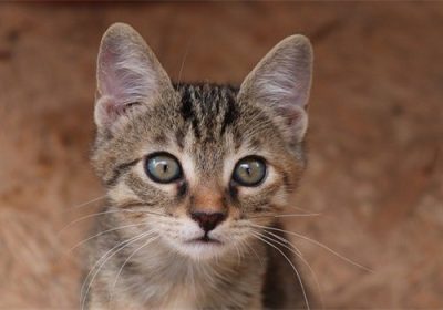 猫儿能理解人类的语言吗？缩略图