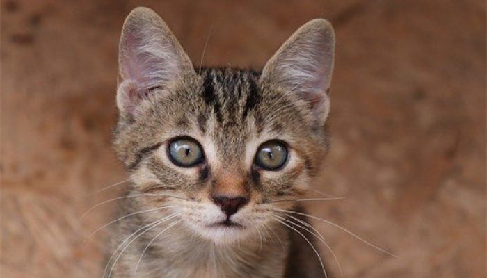 猫儿能理解人类的语言吗？缩略图