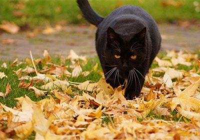 如何应对猫咪持续叫声的问题以及有效方法让其安静缩略图
