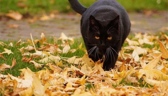 如何应对猫咪持续叫声的问题以及有效方法让其安静缩略图