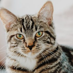 如何应对小奶猫的噪音问题缩略图