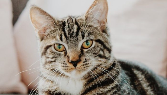 如何应对小奶猫的噪音问题缩略图