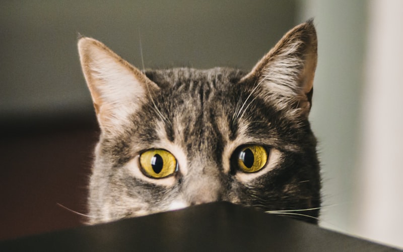 猫咪输血的基本知识插图