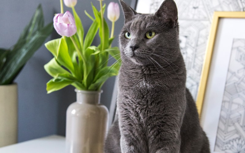 猫咪驱虫的频率及注意事项插图