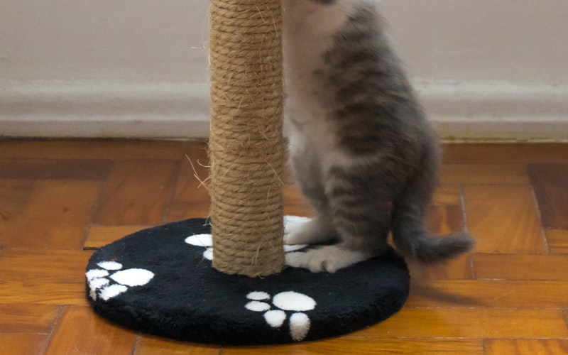 猫咪适用的驱寒暖身中药配方插图