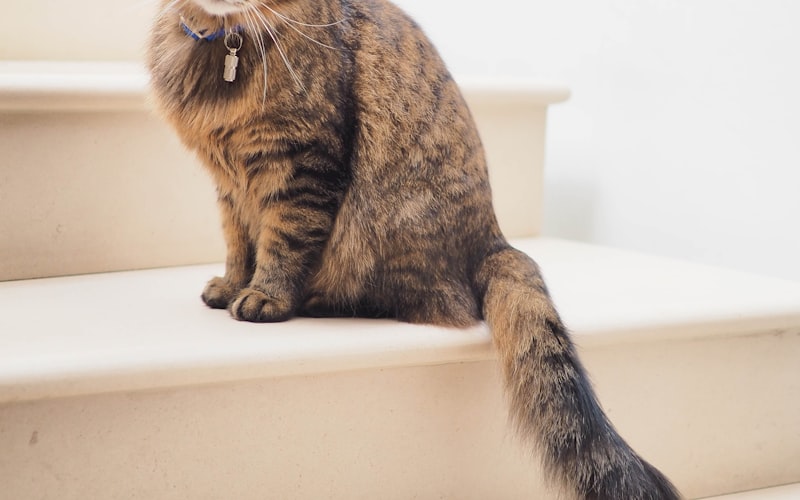 识别猫咪异常行为的技巧与方法插图