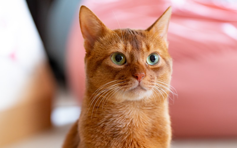 猫咪肾功能衰竭的血液透析治疗插图