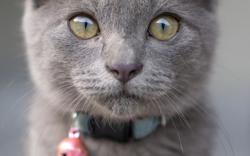 猫咪耳螨滴耳液治疗指南插图