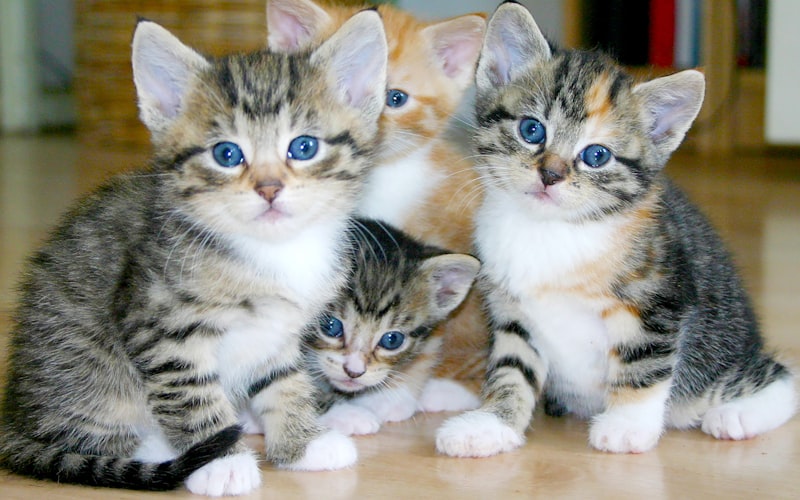 现代异国短毛猫：捕鼠能力是否退化？插图