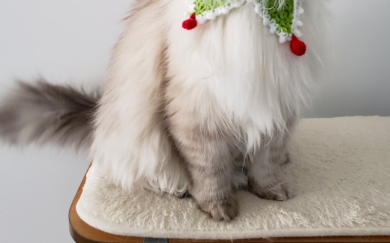 猫咪训练必备技巧与注意事项解析插图