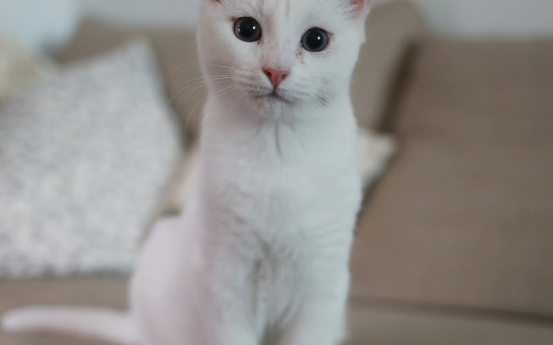 探索猫咪奥秘：布偶猫是否会像暹罗猫一样经历颜色变化？插图