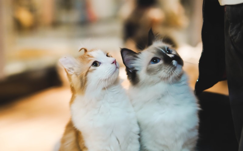 如何应对猫咪打呼噜声过大？插图