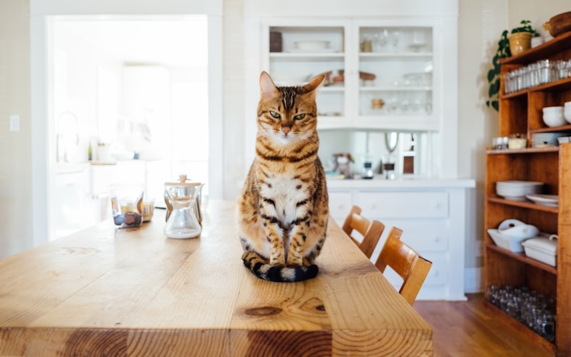 全球热门宠物猫品种TOP10：你心中的理想猫咪上榜了吗？插图