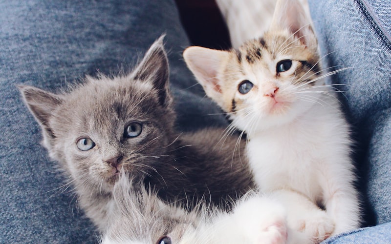 猫咪接受B超检查时能否探测到胃肠道中的毛球？插图