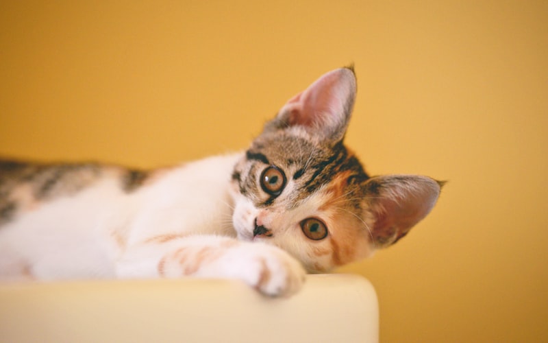 猫咪驱虫指南：实用技巧助您省钱高效！插图