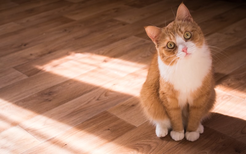 解决之道：面对挑食的英国短毛猫，如何科学调整饮食计划？插图