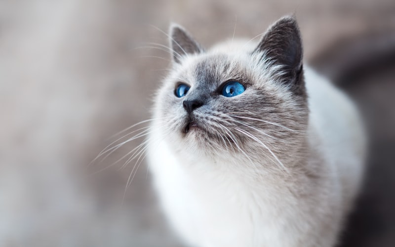 中医治疗猫科疾病：解表药的应用插图