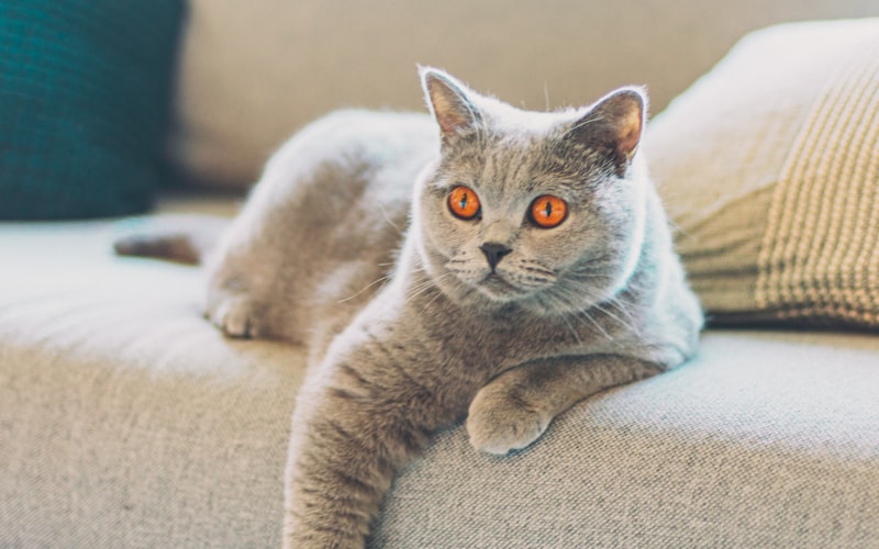 如何照料苏格兰折耳猫以避免皮肤病？若折耳猫罹患皮肤病，应如何处理？插图