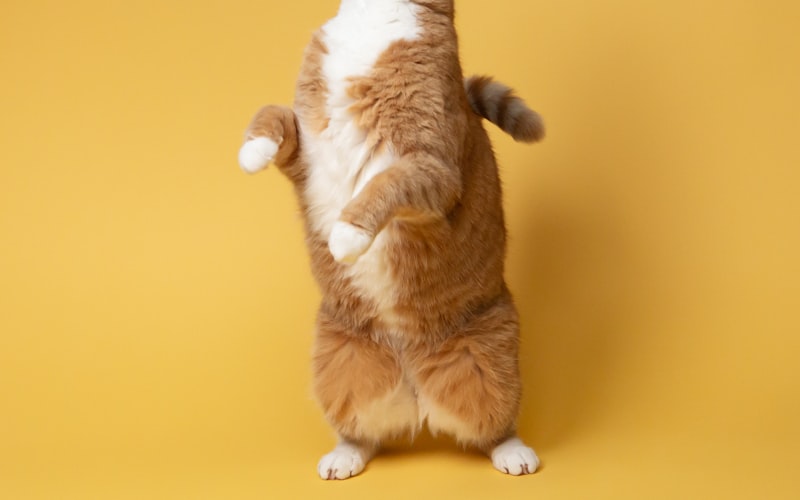 猫如何感染狂犬病？识别猫狂犬病的症状与征兆插图