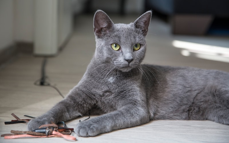 金吉拉猫成长指标：如何准确判断是否达到体型定型期？插图