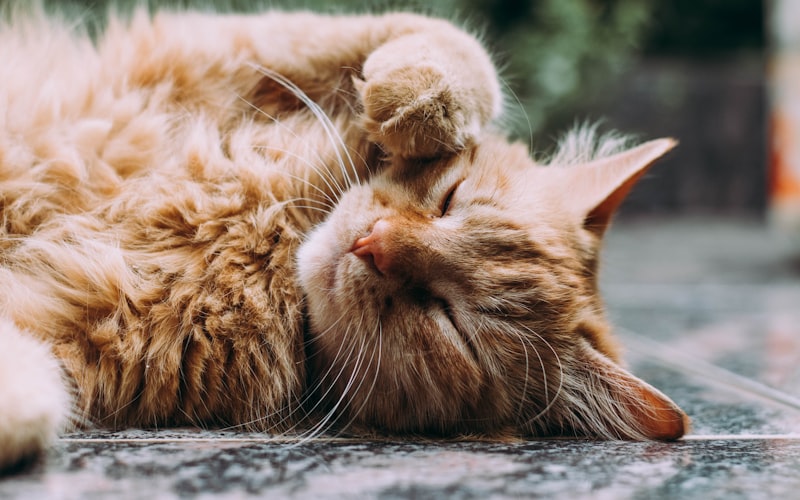 波斯猫与加菲猫：选哪个做宠物更合适？全方位对比分析插图