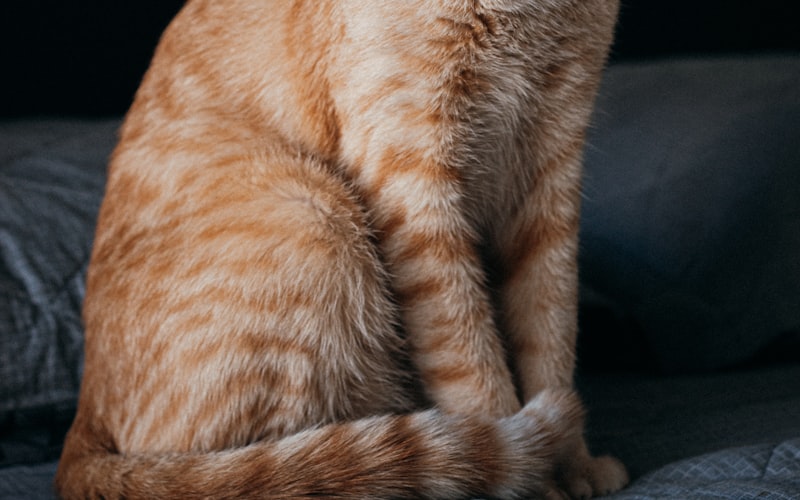 猫咪多久需要进行一次驱虫？权威指南揭晓！插图