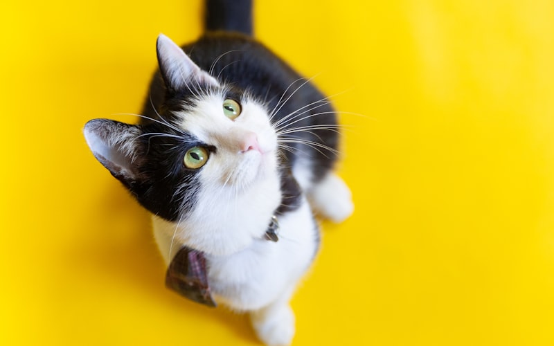猫咪呕吐是否一定意味着它们生病了？插图