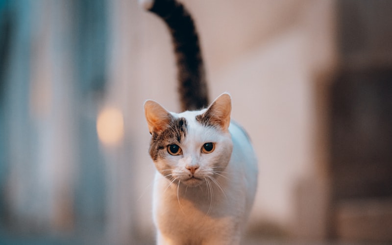2024年最新欧洲短毛猫市场价解析：从入门级到赛级猫咪的价格区间插图