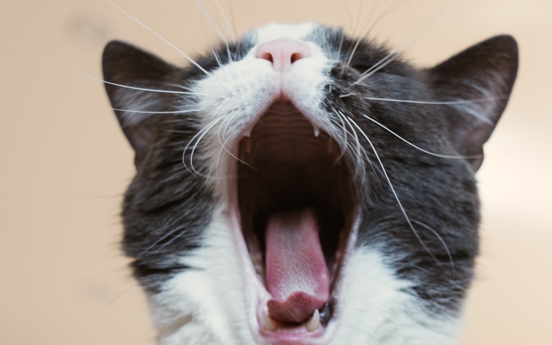 猫的膈肌心包疝插图