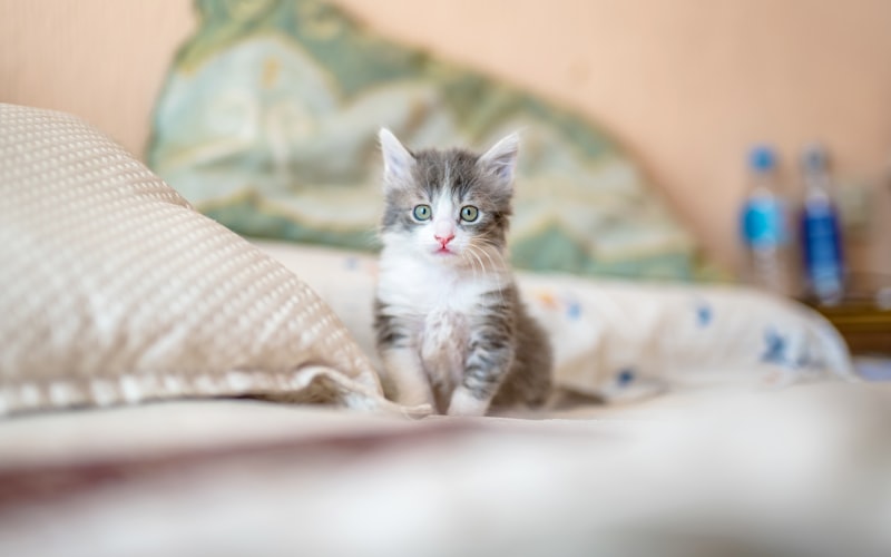 猫咪罹患猫藓，如何进行有效治疗？插图
