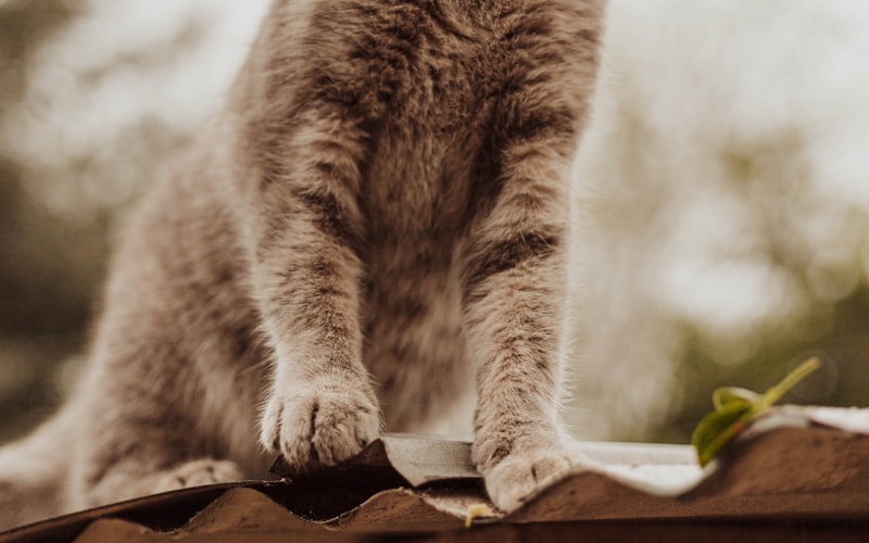 猫咪钻被窝的不良影响插图