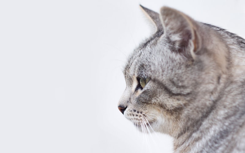 猫耳螨反复发作，怎样彻底治愈？插图