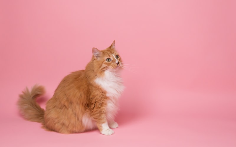 金吉拉猫沉重的呼吸：是健康警告信号吗？插图
