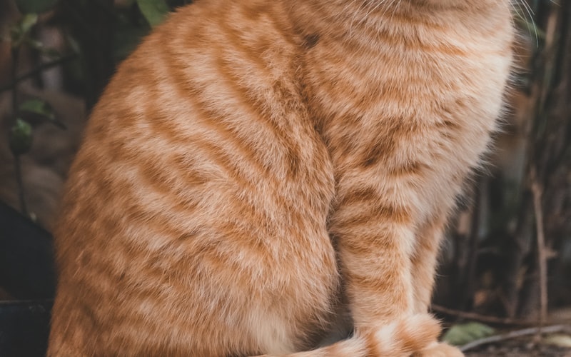 探索魅力：日本短尾猫全面解析——适应性、性格与饲养指南插图