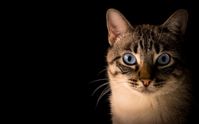 猫耳螨的迹象及如何有效预防复发？插图