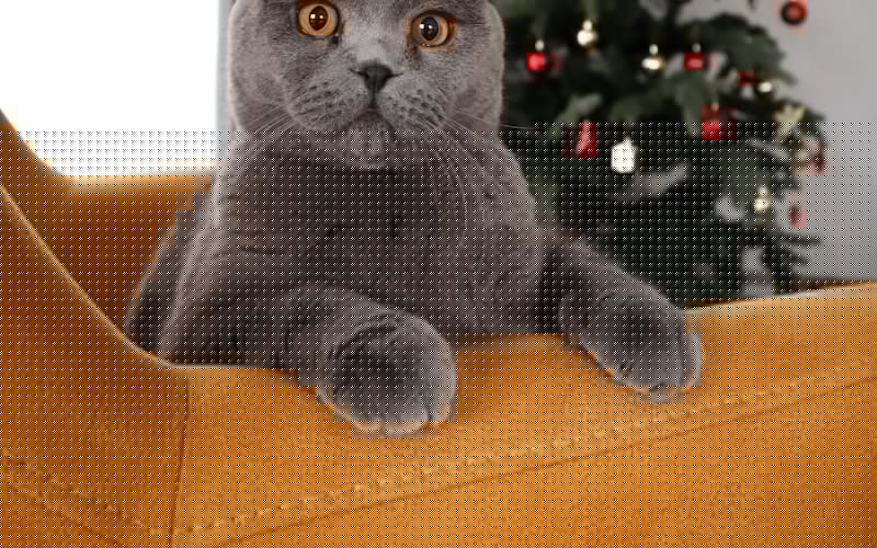 猫咪耳螨的正确治疗方法：避免常见的错误做法！插图