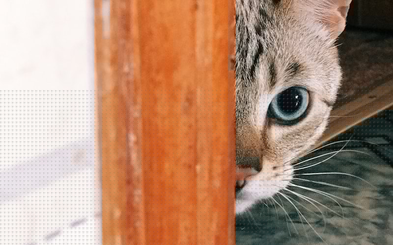 暹罗猫是否也有折耳品种？插图