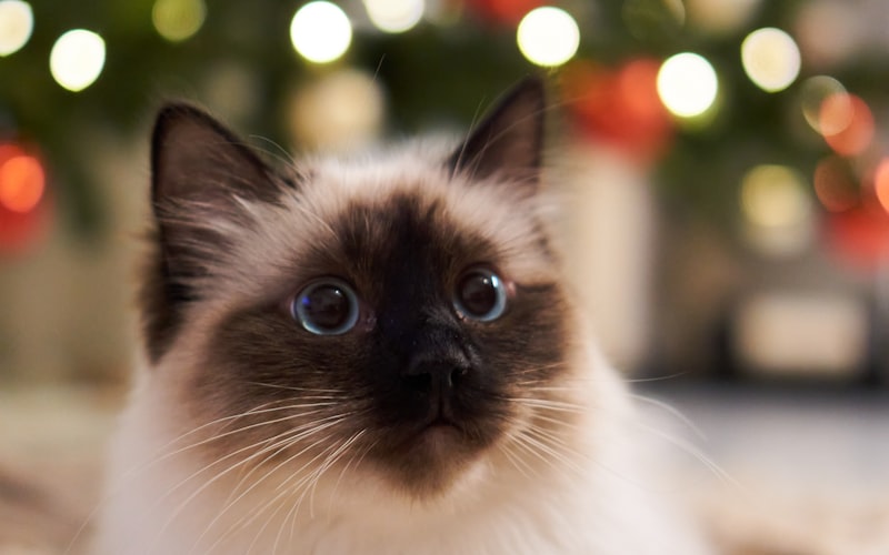 猫咪皮肤病治疗中的药浴指南插图