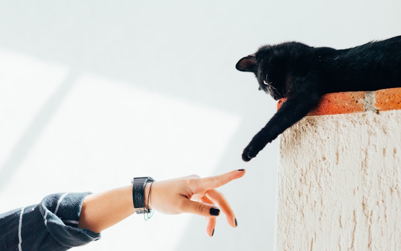 探究新生小猫死亡之谜：原因分析与预防措施插图