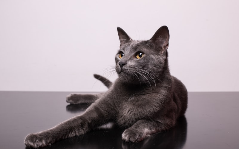 猫咪驱虫小贴士：新手必看指南插图