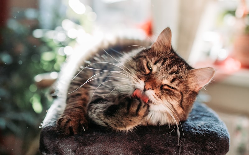 解决疑惑：为何猫咪拒绝使用猫砂？全面指南教你训练猫咪正确使用猫砂盘插图