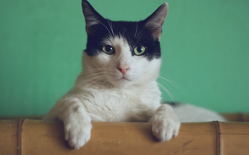 探索猫狗的可爱行为：歪头示意背后的秘密与听力科学插图