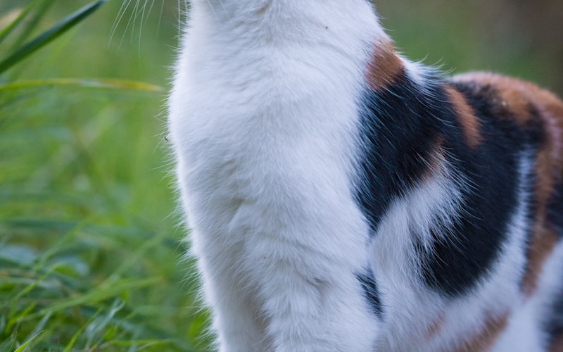 猫咪训练指南：如何训练你的猫？插图