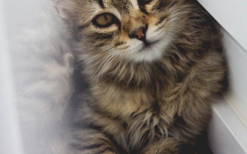 探索猫咪的生命周期：猫的平均寿命与影响因素解析插图