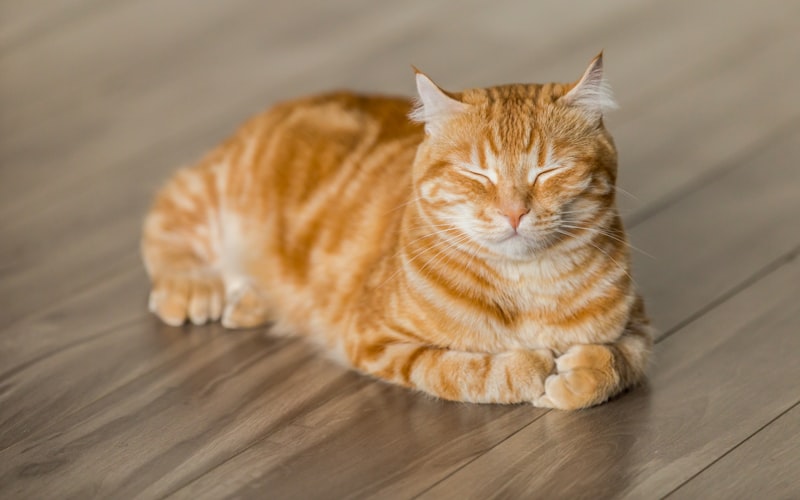 虎斑猫弓形虫病防治策略与治疗方法插图