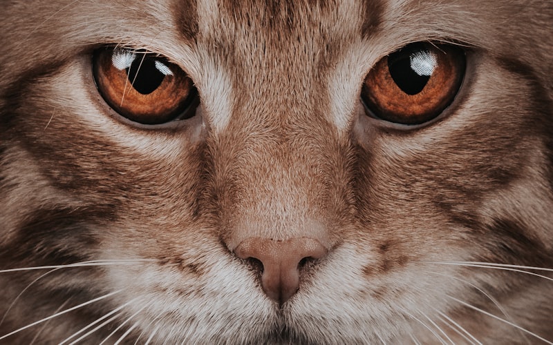 猫疱疹病毒与猫鼻支有何不同？插图