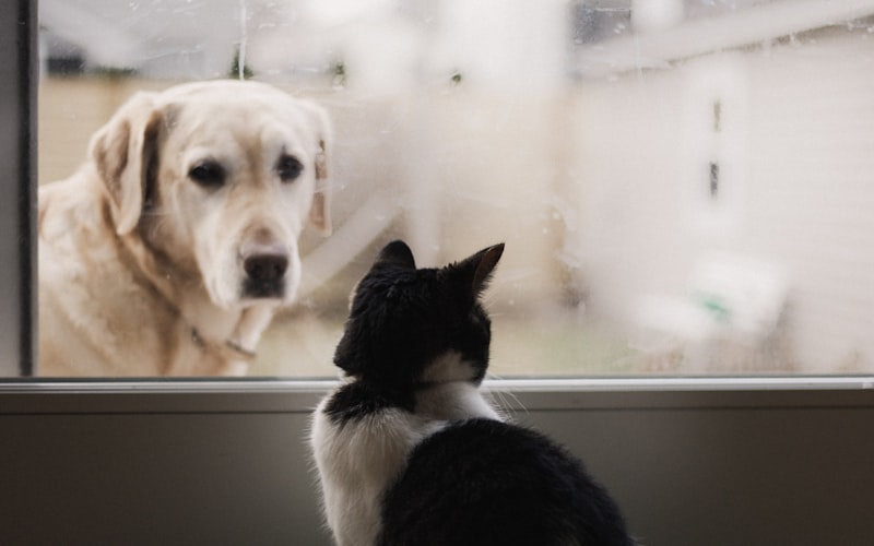 猫咪的基础训练包括哪些内容？插图