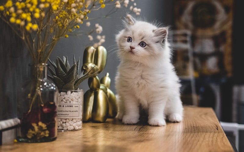 如何有效地护理异国短毛猫的日常生活插图