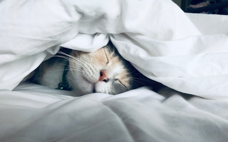 猫咪肺炎的临床表现插图